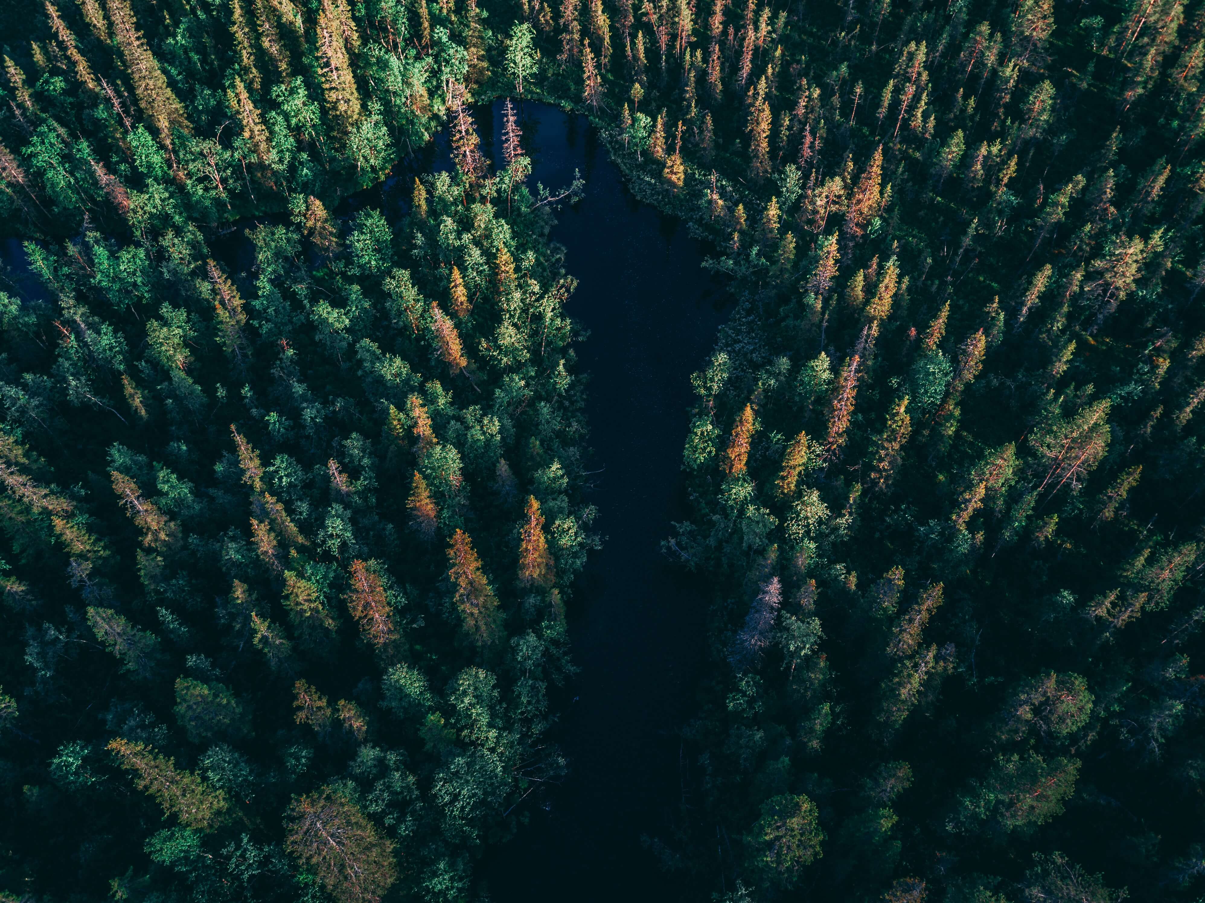 Grön skog uppifrån fotat med en flod